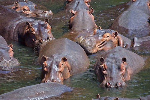 Hippo pod - Photographer Paul Maritz - camp by the river