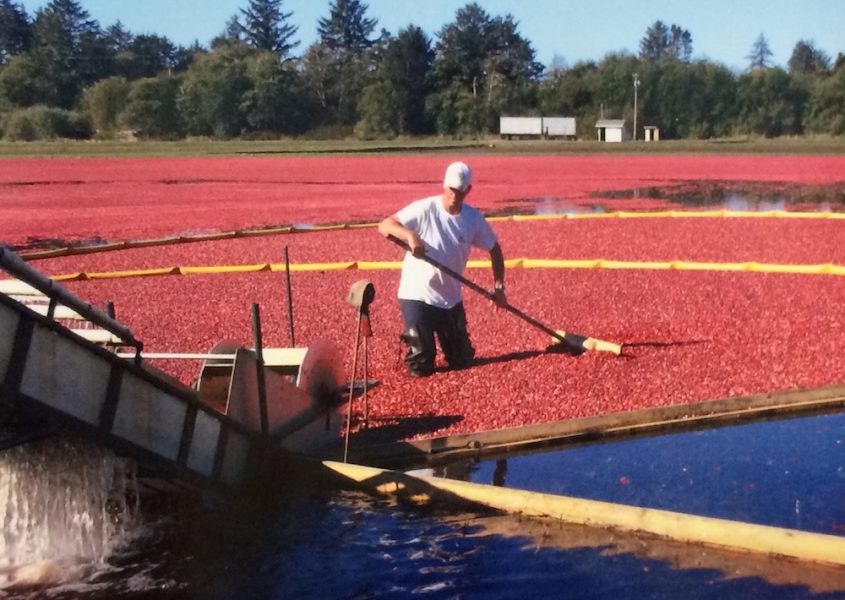 Wet Harvest- The most common method of cranberry harvesting