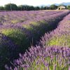 Lavender fields in bloom - Sequim, WA - B & B Family Farm