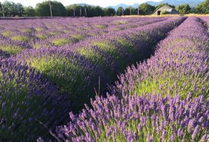 Lavender fields in bloom - Sequim, WA - B & B Family Farm