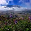 Mount St Helens with flowers