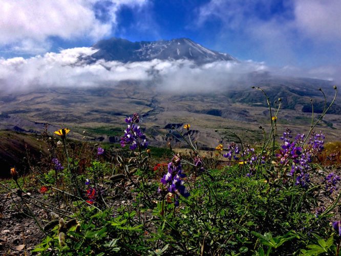Mount St Helens with flowers